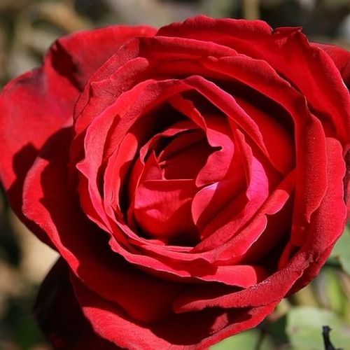 Matig geurende roos - Rozen - Kardinal - 